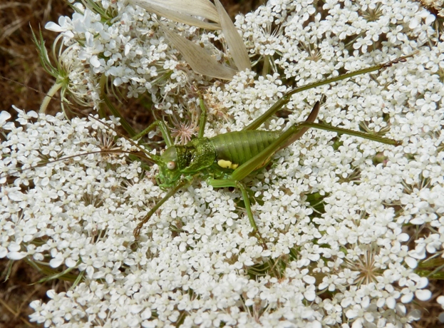 Bradiporidae: Uromenus (Bolivarius ) brevicollis insularis